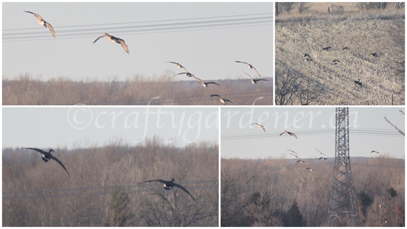 Canada geese at craftygardener.ca