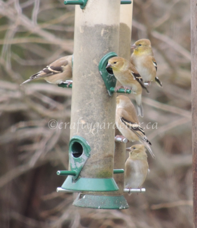 goldfinches at craftygardener.ca