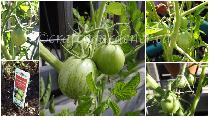 growing green zebra tomatoes at craftygardener.ca