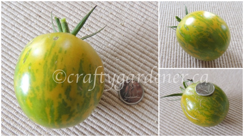 growing green zebra tomatoes at craftygardener.ca