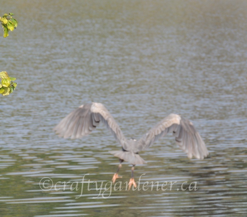 the heron in flight captured by craftygardener.ca