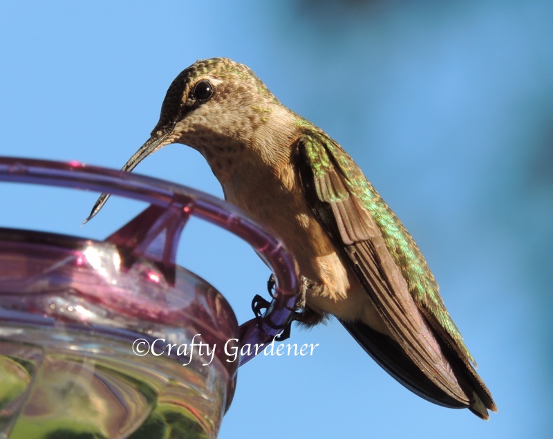 female ruby throated hummingbird at craftygardener.ca