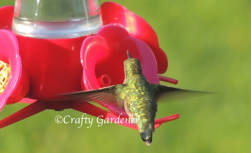 ruby throated hummingbird at craftygardener.ca