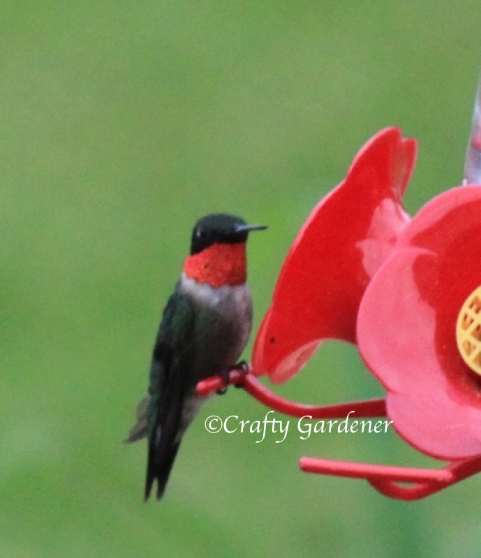 male ruby throated hummingbird at craftygardener.ca