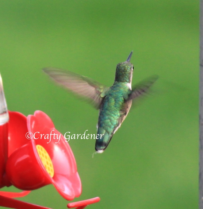 female hummingbird in flight at craftygardener.ca