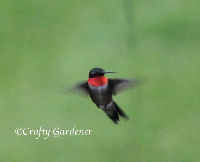hummingbird in flight at craftygardener.ca