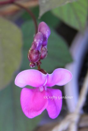 purple hyacinth bean vine at craftygardener.ca