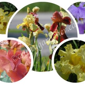 iris varieties at craftygardener.ca
