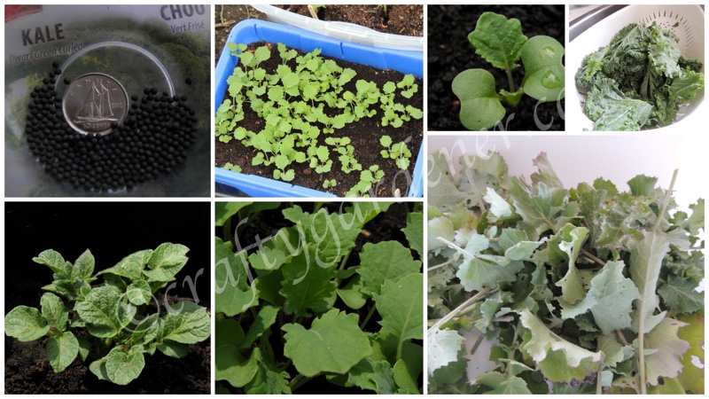 growing kale at craftygardener.ca