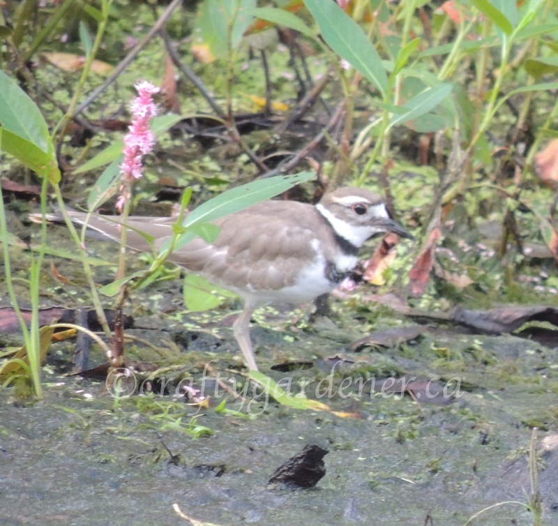 a killdeer down by the Bay of Quinte, photo by craftygardener.ca
