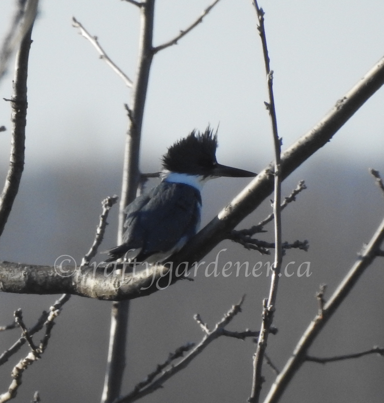 the male belted kingfisher at craftygardener.ca