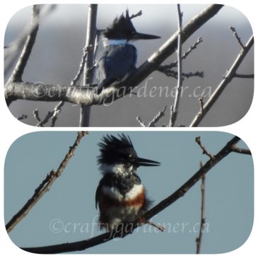 The Belted Kingfisher