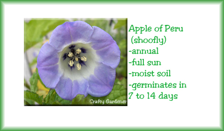 Seed Label Printable Apple of Peru