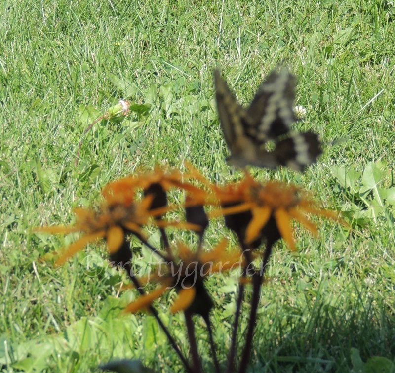 a swallowtail butterfly on the ligularia at craftygardener.ca