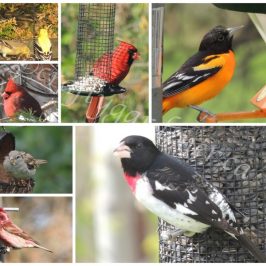bird visitors to the garden at craftygardener.ca