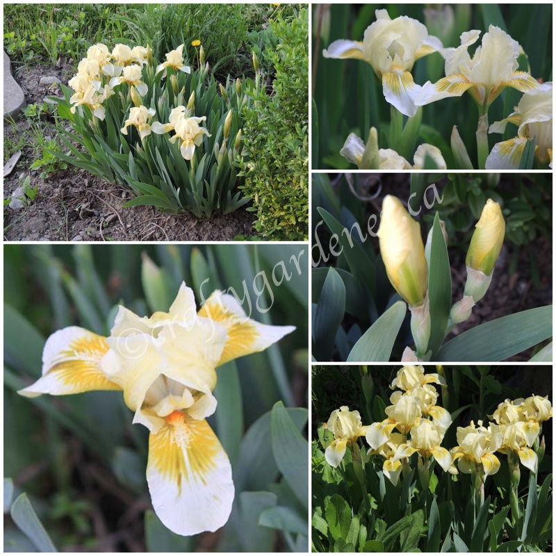 themed size yellow iris at craftygardener.ca