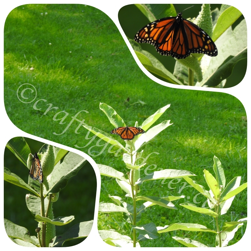monarch butterfly on the milkweed at craftygardener.ca
