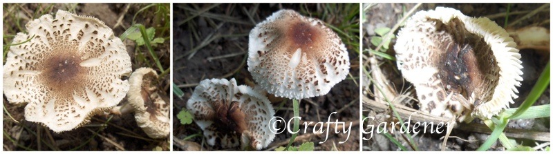 mushrooms1a