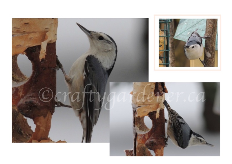 white breasted nuthatch at the feeder at craftygardener.ca