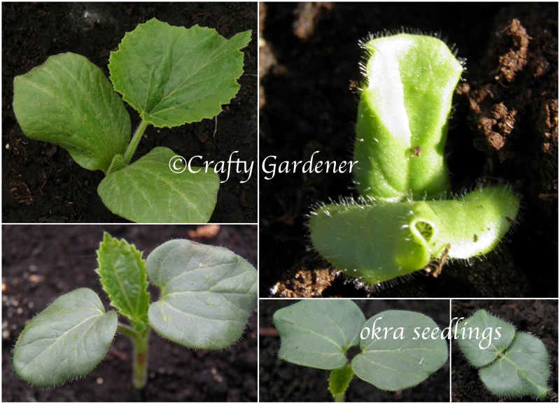 growing okra in Cdn garden zone 5b at craftygardener.ca