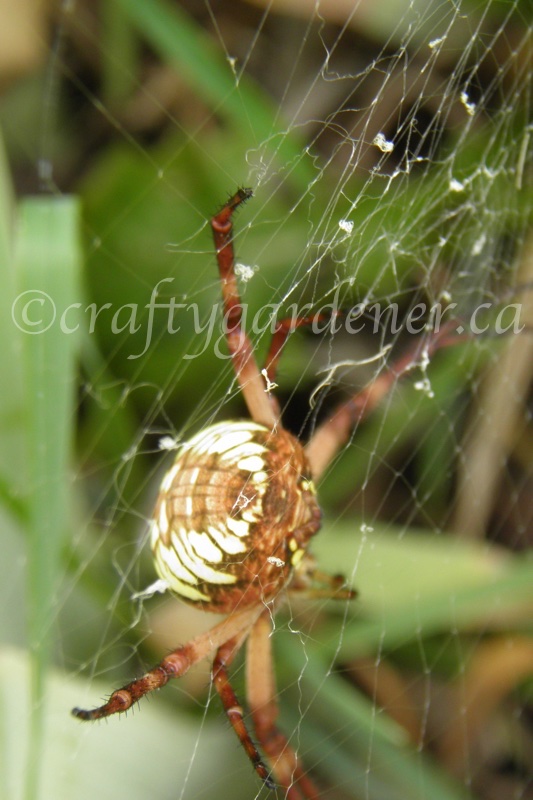 an orb weaving spider at craftygardener.ca