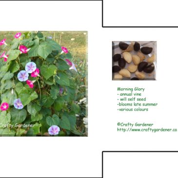 Seed Packet Printable Morning Glory