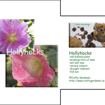 Seed Packet Printable Hollyhocks