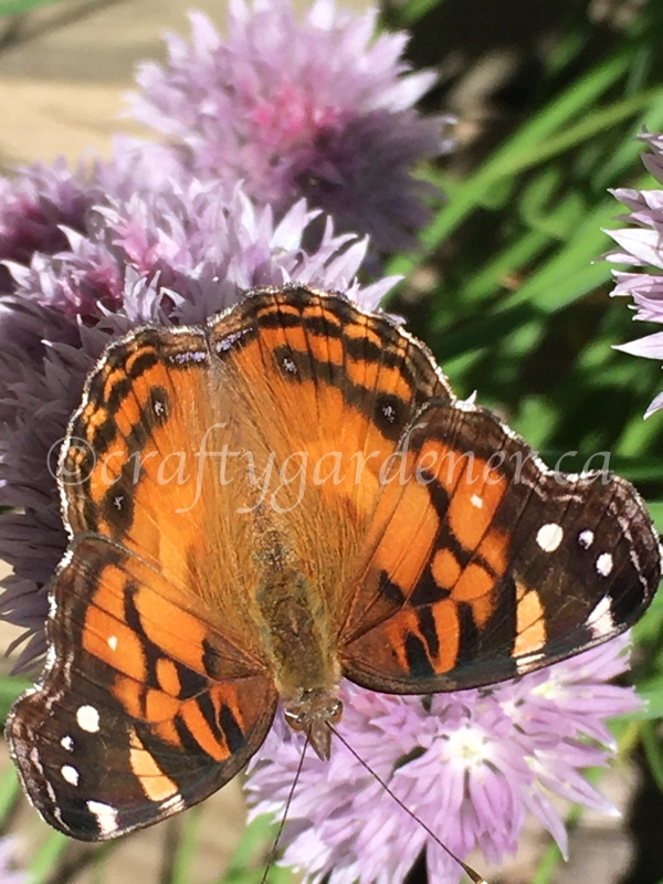 the painted lady butterfly at craftygardener.ca