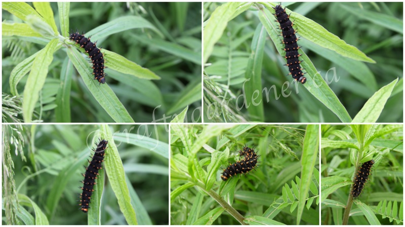 pipevine swallowtail caterpillars at craftygardener.ca