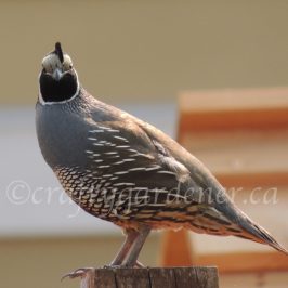 quail sightings in British Columbia