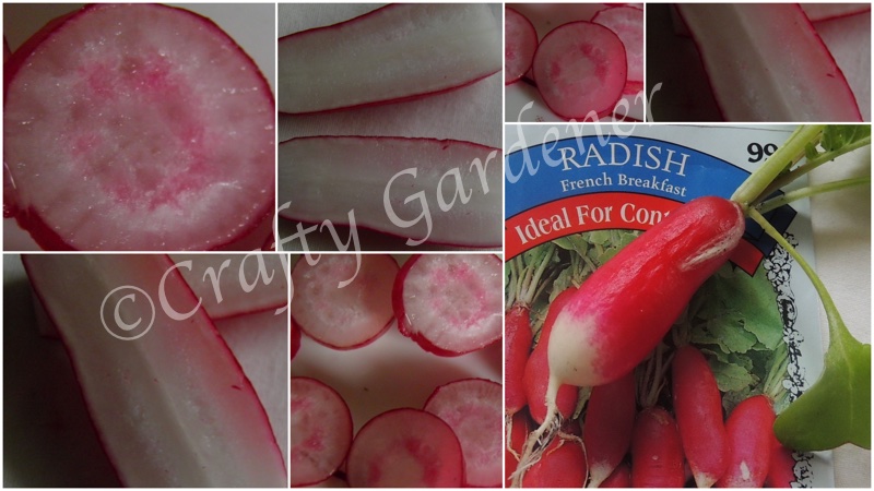 growing French Breakfast radish at craftygardenerca