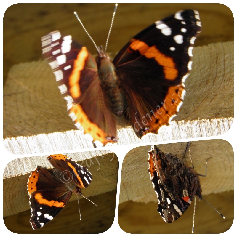 red admiral butterfly at craftygardener.ca