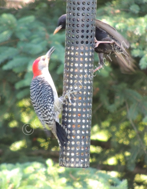 red bellied woodpecker at craftygardener.ca