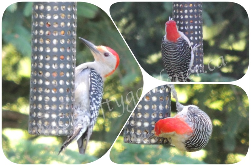 red bellied woodpecker at craftygardener.ca