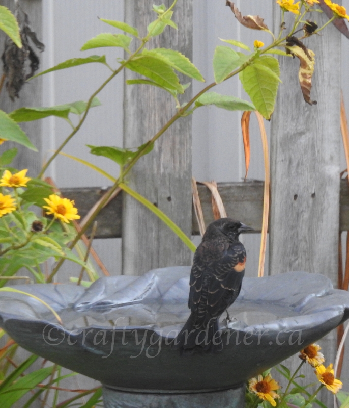 redwing blackbirds at craftygardener.ca