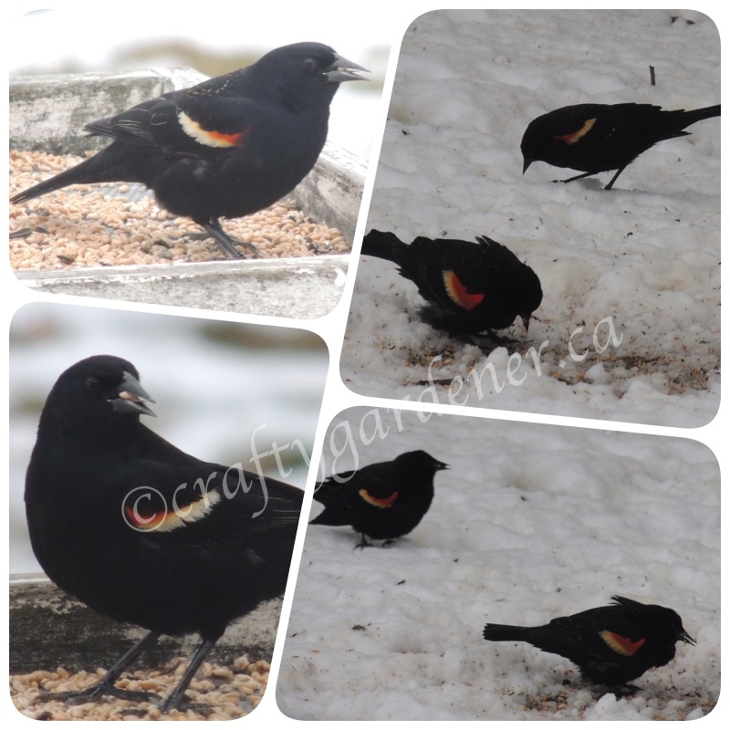 red wing blackbirds at craftygardener.ca