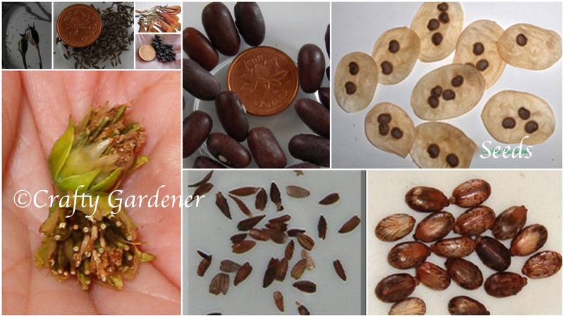 seed identification at craftygardener.ca