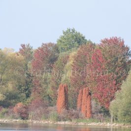 Fall colours by craftygardener.ca