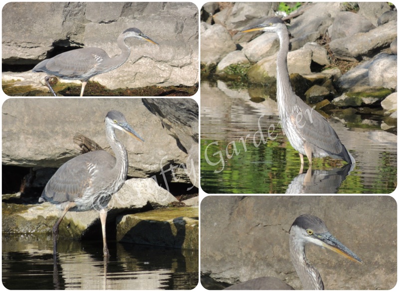 the heron down by the bay at craftygardener.ca