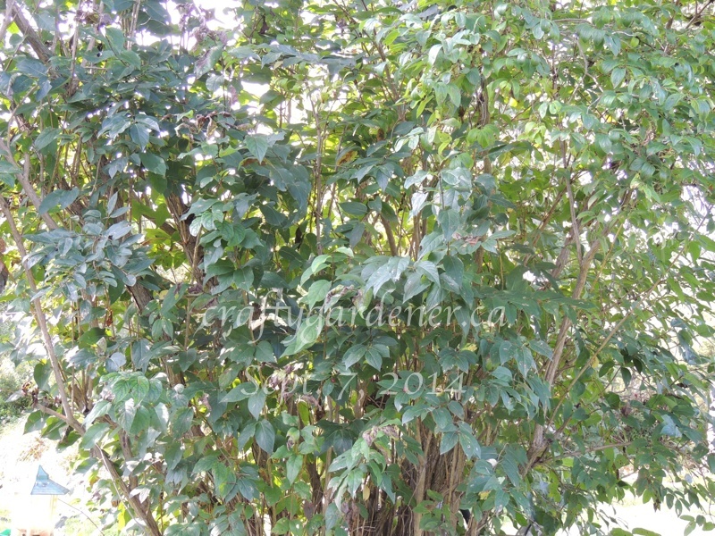 tree following September 2014 - honeysuckle shrub at craftygardener.ca
