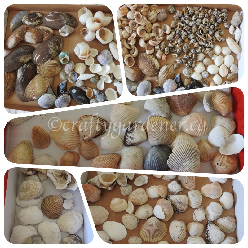 the shell collection at craftygardener.ca