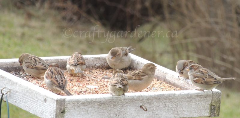 sparrows at the flat feeder at craftygardener.ca