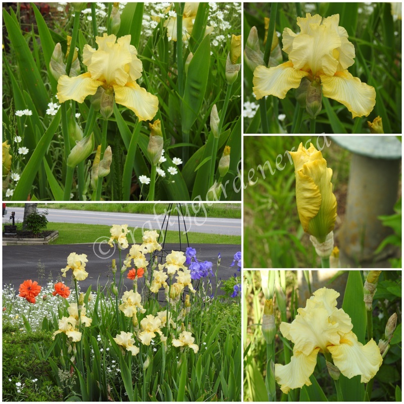 tall yellow iris at craftygardener.ca