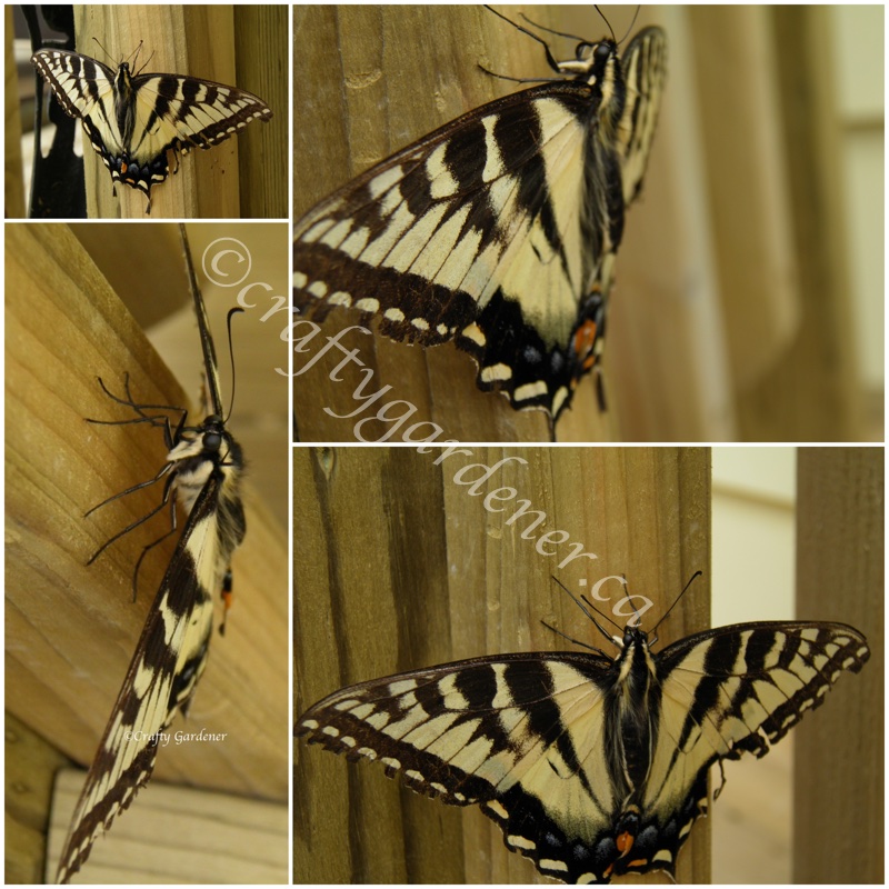a tiger swallowtail at craftygardener.ca