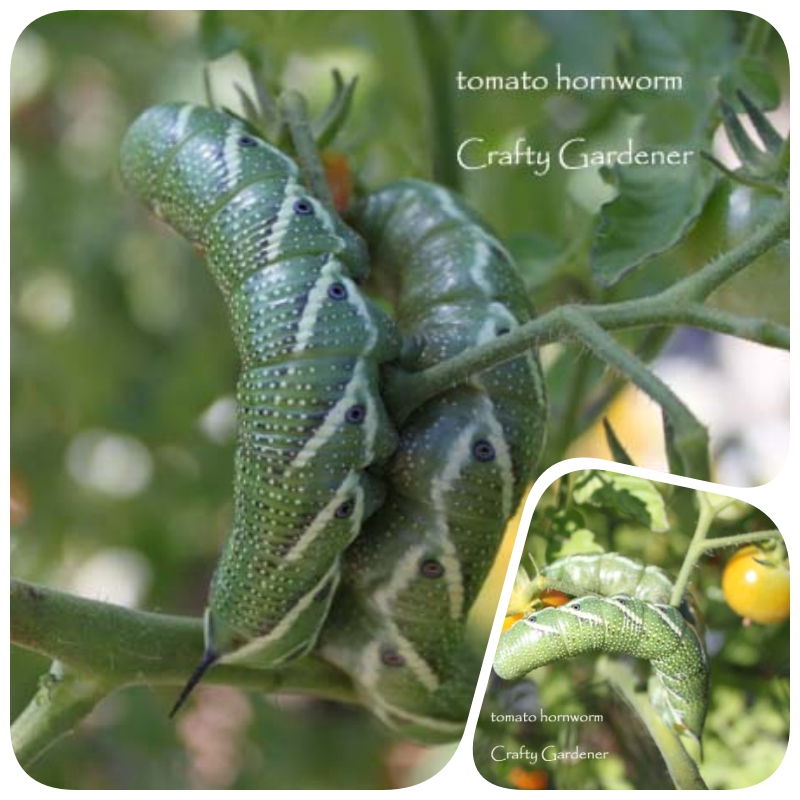the tomato hornworm at craftygardener.ca