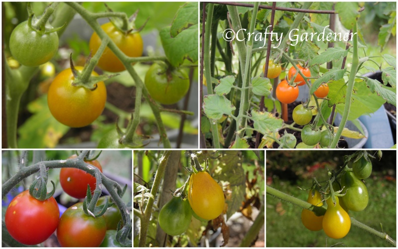tomatoes2013a