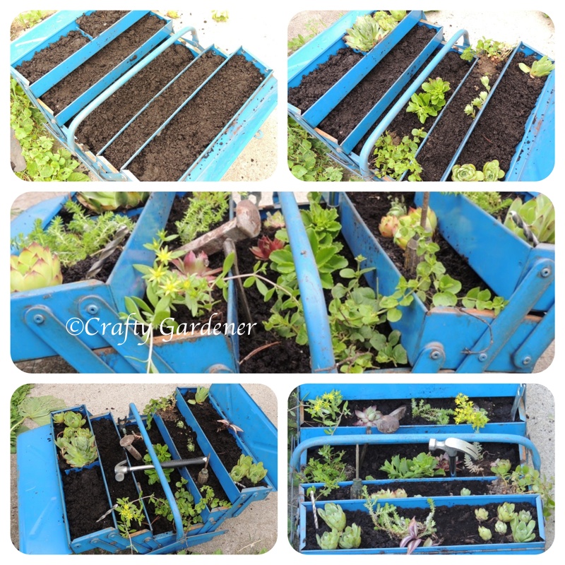 ann old toolbox ... dirt added ... plants added ... a tool box planter