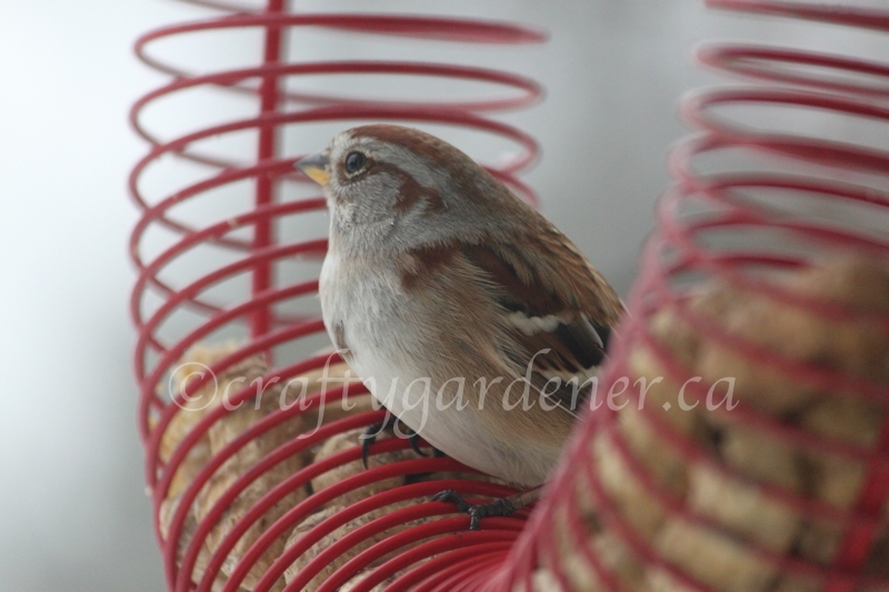 a tree sparrow at craftygardener.ca