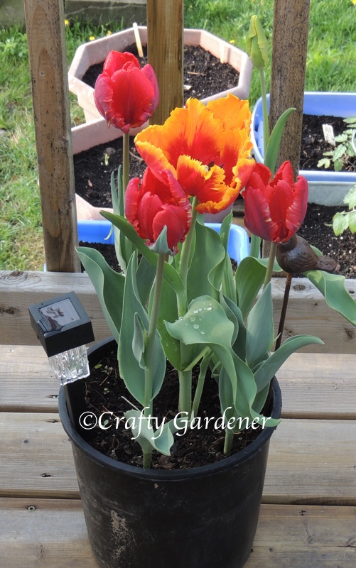 tulips in pots at craftygardener.ca