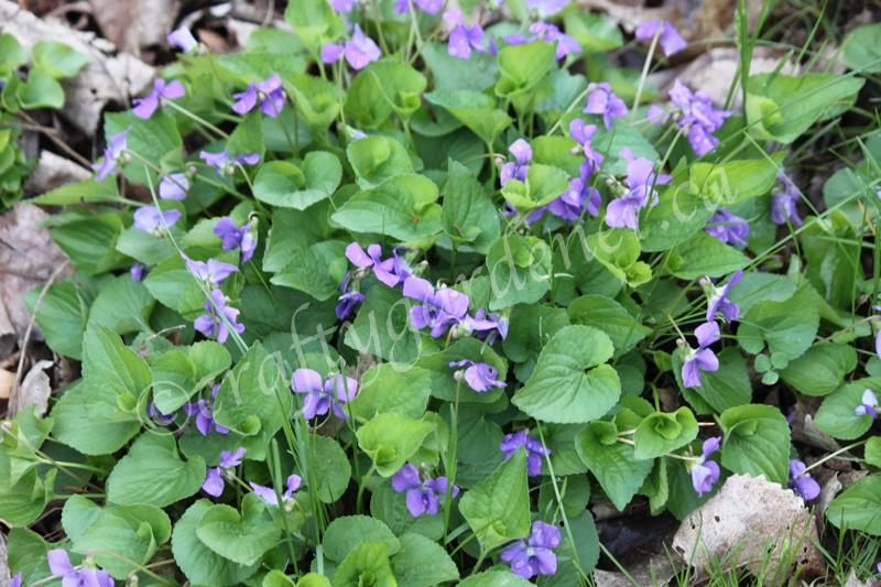violets at craftygardener.ca